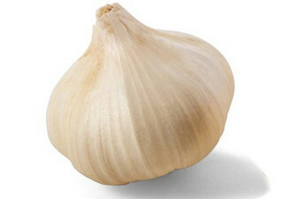 Garlic