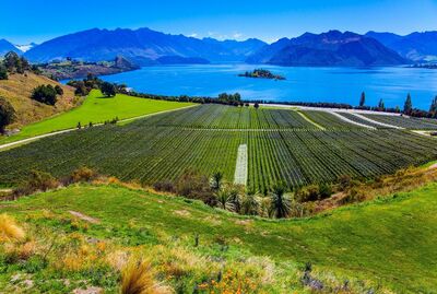 Mayfly - Sauvignon Blanc - Marlborough/New Zealand