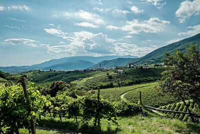 Anna Spinato Snipre - Prosecco Frizzante - Italy