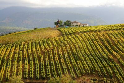 Folonari - Montpulciano d'Abruzzo - Italy