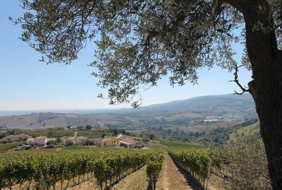 Vignedileo - Verdicchio - Italy