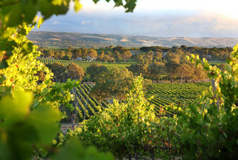30 Mile - Australia - Shiraz