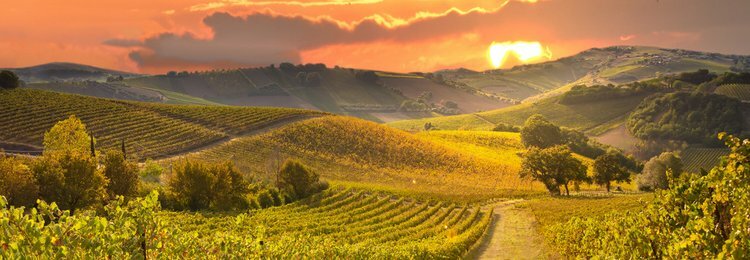 Wineries - 25