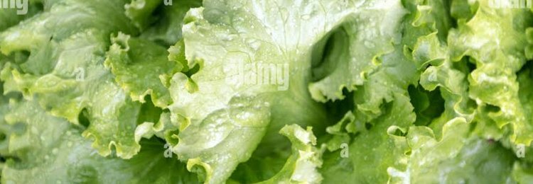 VEGETABLE DISHES