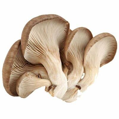 鲜蘑 / Oyster Mushroom