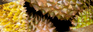DURIAN LOVERS